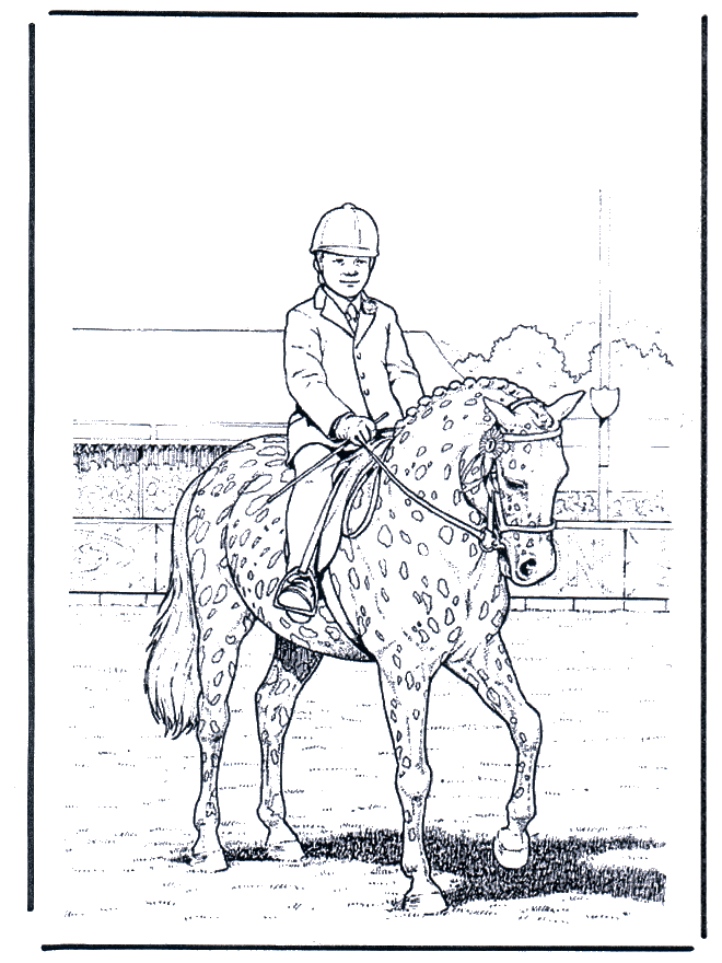Adestramento - Cavalos