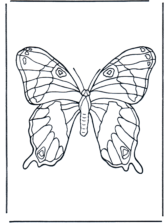 Borboleta 1 - Insectos