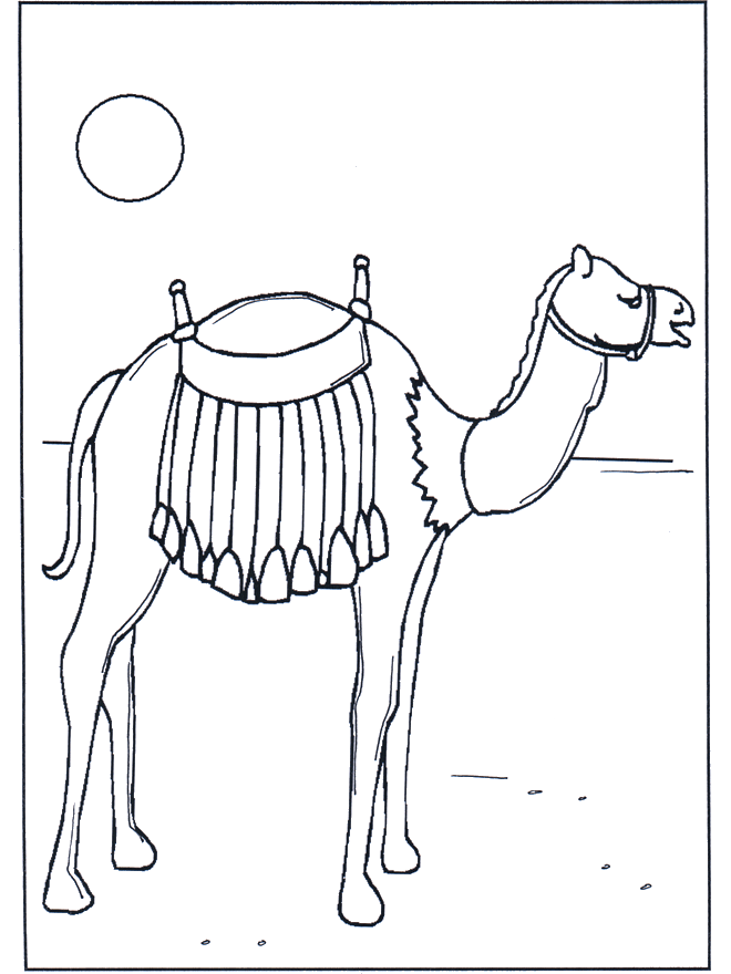 Camelo ao pôr do sol - Jardim Zoológico