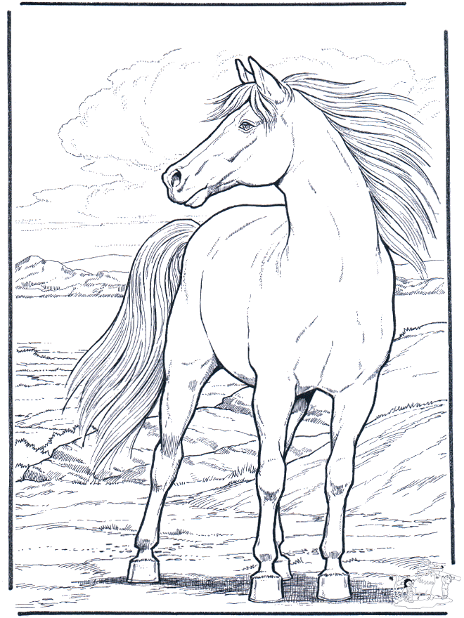 Cavalo ao vento - Cavalos