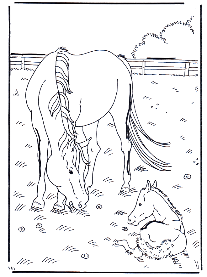 Cavalo e potro - Cavalos