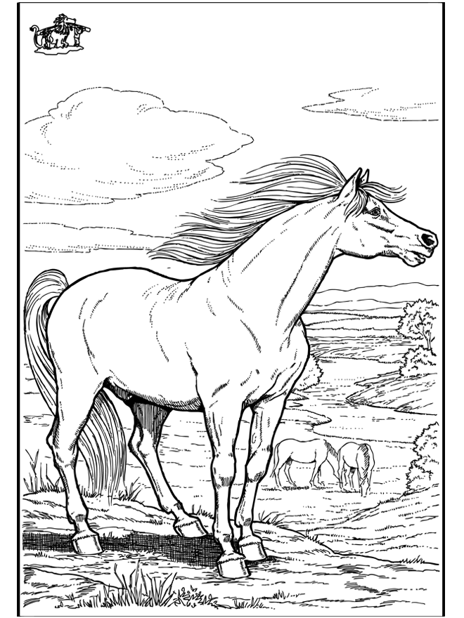 Cavalos 9 - Cavalos