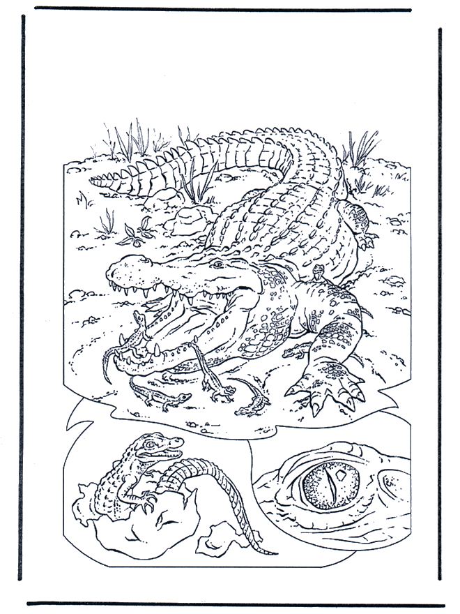 Crocodilo 1 - Jardim Zoológico