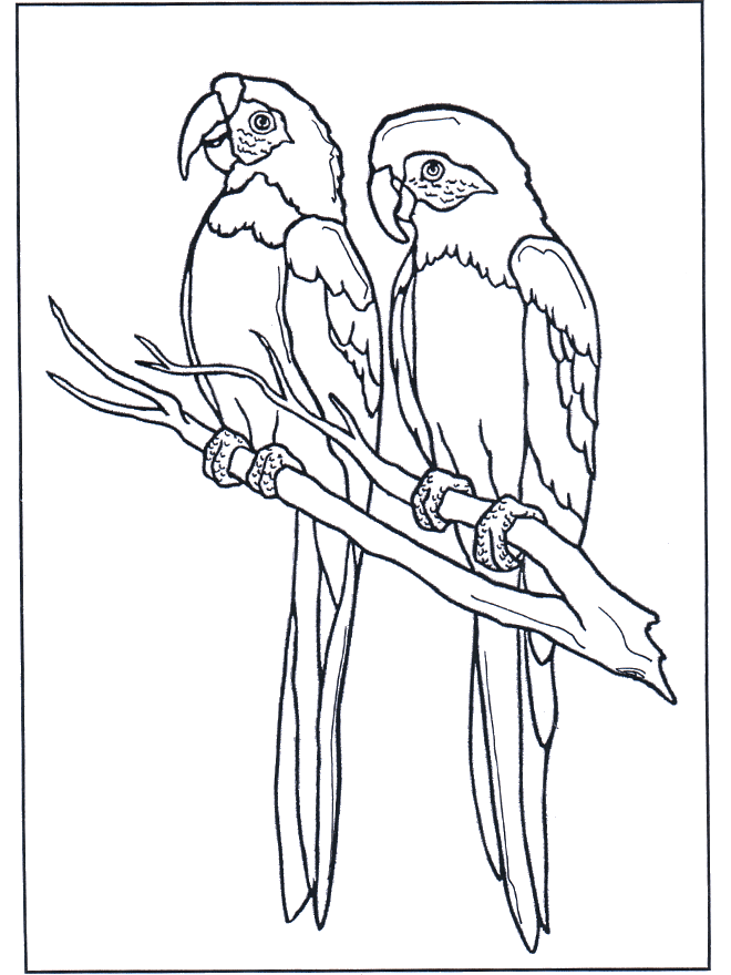 Dois papagaios - Jardim Zoológico