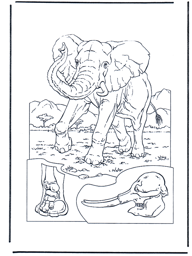 Elefante 1 - Jardim Zoológico