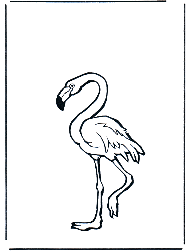 Flamingo - Jardim Zoológico