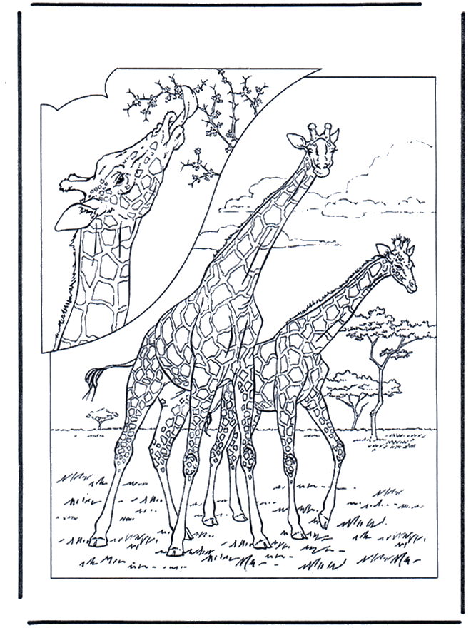 Girafa 1 - Jardim Zoológico