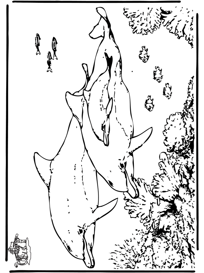 Golfinhos 5 - Animais aquáticos