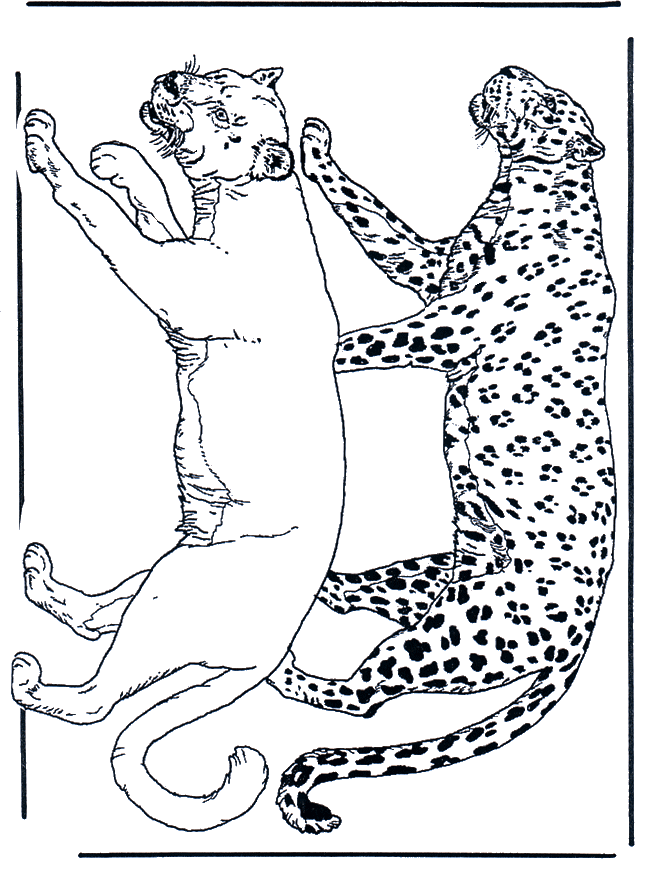 Leão e leopardo - Felino