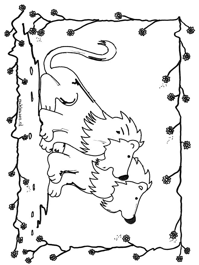 Leões 6 - Felino