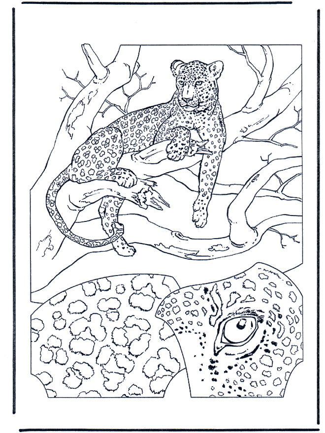 Leopardo 1 - Felino