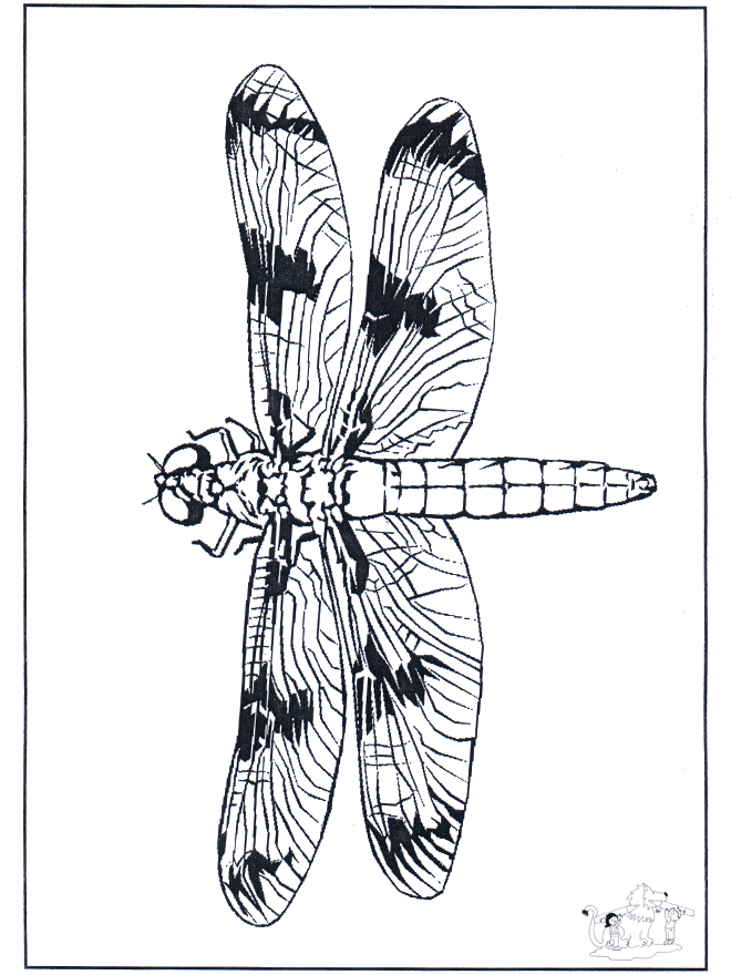 Libelinha 2 - Insectos