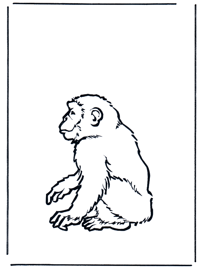 Macaco 2 - Jardim Zoológico