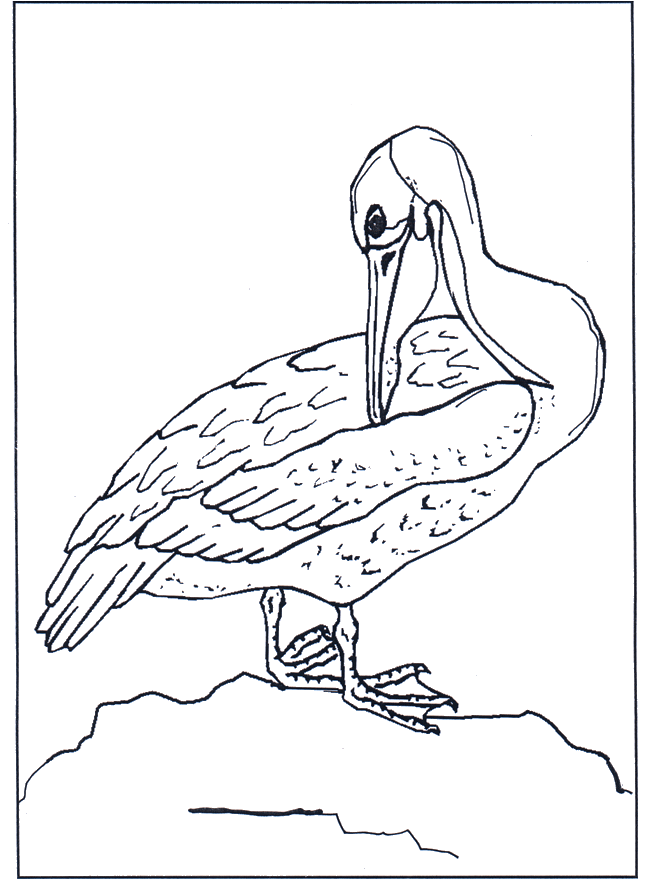Pelicano - Jardim Zoológico