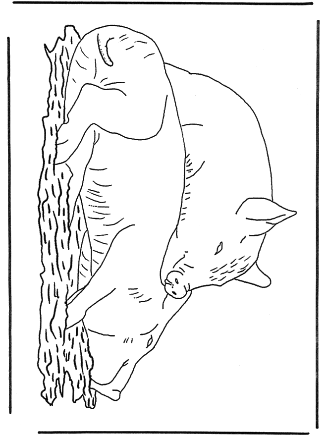 Porcos