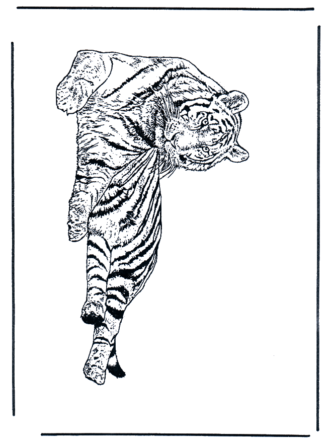 Tigre - Felino