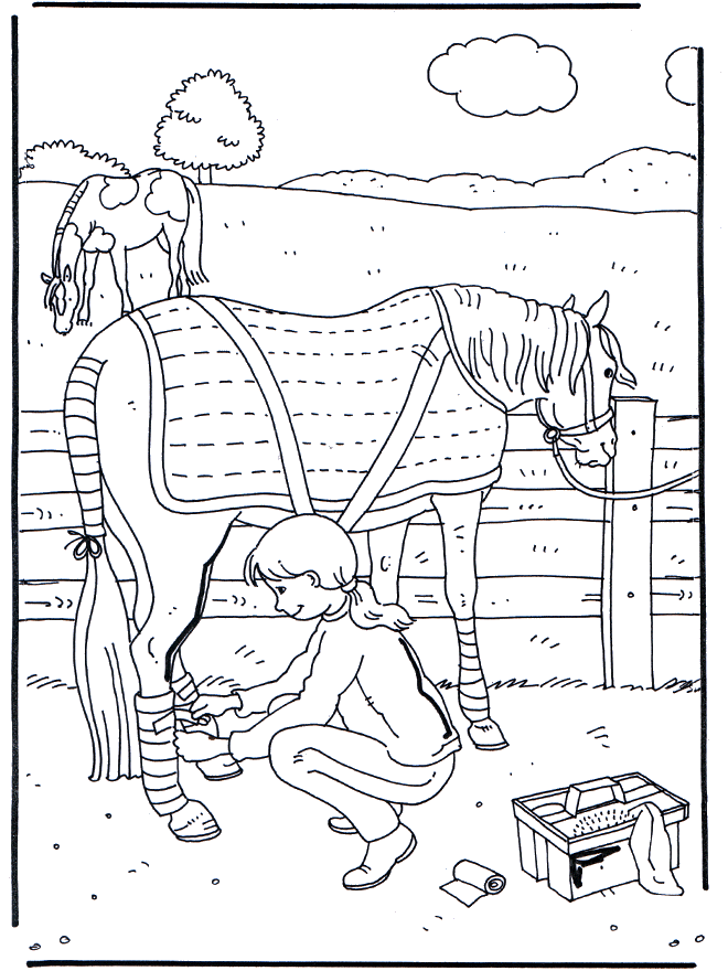 Tratamento do cavalo - Cavalos